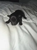 Jessica, a female Yorkshire Terrier for sale in Newark, OH – Photo 2 of 9