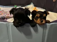 Jessica, a  Yorkshire Terrier for sale in Newark, OH – Photo 3 of 4