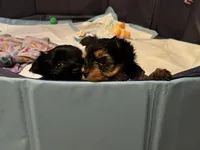 Jessica, a  Yorkshire Terrier for sale in Newark, OH – Photo 4 of 4