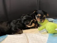 Jessica, a  Yorkshire Terrier for sale in Newark, OH – Photo 2 of 4