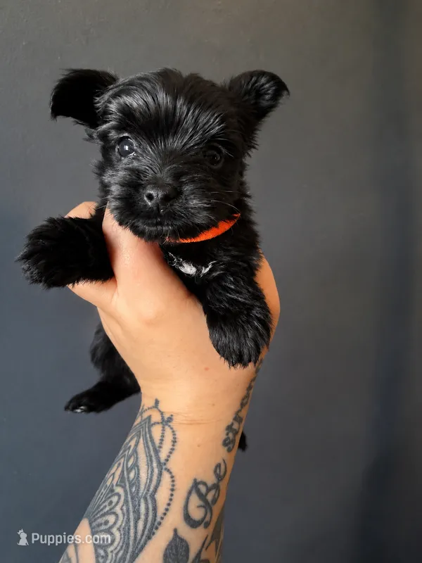 Orange – Yorkshire Terrier puppy for sale in Newark, OH