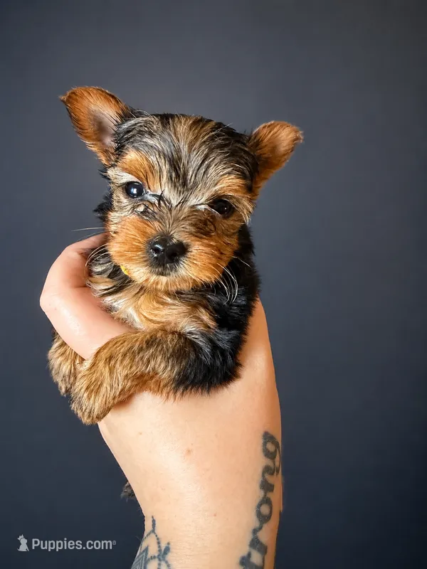 Honey – Yorkshire Terrier puppy for sale in Newark, OH