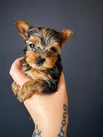 Honey, a female Yorkshire Terrier for sale in Newark, OH – 1 of 1