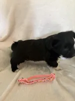 Blk Wh girl, a female Miniature Schnauzer and Pembroke Welsh Corgi for sale in Campbell, MO – Photo 5 of 8