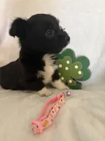 Blk Wh girl, a female Miniature Schnauzer and Pembroke Welsh Corgi for sale in Campbell, MO – Photo 7 of 8