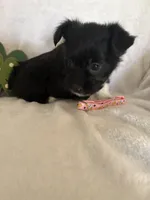 Blk Wh girl, a female Miniature Schnauzer and Pembroke Welsh Corgi for sale in Campbell, MO – Photo 3 of 8