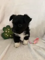 Blk Wh girl, a female Miniature Schnauzer and Pembroke Welsh Corgi for sale in Campbell, MO – Photo 8 of 8