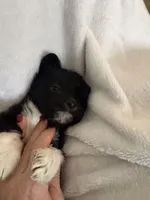 Blk Wh girl, a female Miniature Schnauzer and Pembroke Welsh Corgi for sale in Campbell, MO – Photo 2 of 8