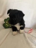 Blk Wh girl, a female Miniature Schnauzer and Pembroke Welsh Corgi for sale in Campbell, MO – Photo 4 of 8