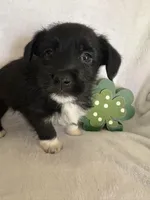 Boy blk wh, a male Miniature Schnauzer and Pembroke Welsh Corgi for sale in Campbell, MO – Photo 1 of 7