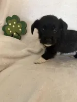 Boy blk wh, a male Miniature Schnauzer and Pembroke Welsh Corgi for sale in Campbell, MO – Photo 7 of 7