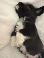 Boy blk wh, a male Miniature Schnauzer and Pembroke Welsh Corgi for sale in Campbell, MO – Photo 2 of 7