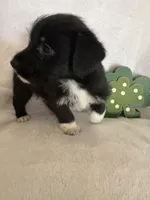 Boy blk wh, a male Miniature Schnauzer and Pembroke Welsh Corgi for sale in Campbell, MO – Photo 4 of 7