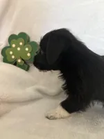 Boy blk wh, a male Miniature Schnauzer and Pembroke Welsh Corgi for sale in Campbell, MO – Photo 6 of 7