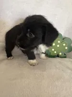 Boy blk wh, a male Miniature Schnauzer and Pembroke Welsh Corgi for sale in Campbell, MO – Photo 3 of 7