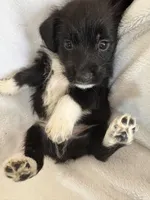 Boy blk wh, a male Miniature Schnauzer and Pembroke Welsh Corgi for sale in Campbell, MO – Photo 5 of 7