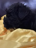 AKC Black Girl, a female Miniature Schnauzer for sale in Campbell, MO – Photo 4 of 4