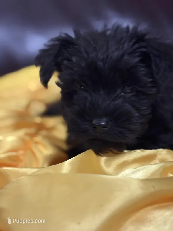 AKC Black Girl – Miniature Schnauzer puppy for sale in Campbell, MO