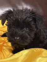 AKC Black Girl, a female Miniature Schnauzer for sale in Campbell, MO – Photo 2 of 4