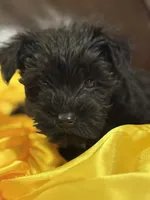 AKC Black Girl, a female Miniature Schnauzer for sale in Campbell, MO – Photo 3 of 4