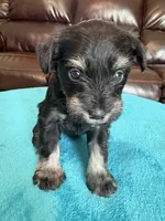 AKC Black/Silver, a female Miniature Schnauzer for sale in Campbell, MO – Photo 1 of 6