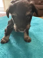 AKC Black/Silver, a female Miniature Schnauzer for sale in Campbell, MO – Photo 4 of 6