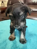 AKC Black/Silver, a female Miniature Schnauzer for sale in Campbell, MO – Photo 2 of 6