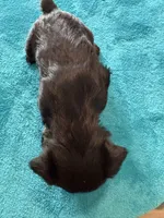 AKC Black/Silver, a female Miniature Schnauzer for sale in Campbell, MO – Photo 5 of 6