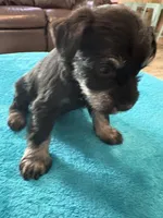 AKC Black/Silver, a female Miniature Schnauzer for sale in Campbell, MO – Photo 3 of 6