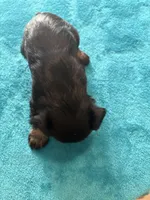 AKC Black/Silver, a female Miniature Schnauzer for sale in Campbell, MO – Photo 6 of 6