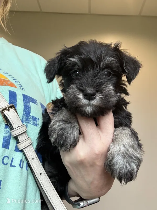 AKC Black/Silver – Miniature Schnauzer puppy for sale in Campbell, MO