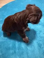 AKC Liver Phantom , a female Miniature Schnauzer for sale in Campbell, MO – Photo 3 of 7