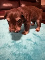 AKC Liver Phantom , a female Miniature Schnauzer for sale in Campbell, MO – Photo 7 of 7