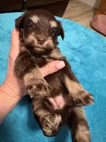 AKC Liver Phantom , a female Miniature Schnauzer for sale in Campbell, MO – Photo 2 of 7