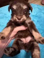 AKC Liver Phantom , a female Miniature Schnauzer for sale in Campbell, MO – Photo 6 of 7