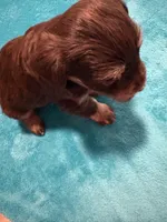 AKC Liver Phantom , a female Miniature Schnauzer for sale in Campbell, MO – Photo 5 of 7