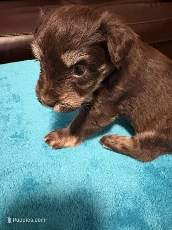 AKC Liver Phantom  – Miniature Schnauzer puppy for sale in Campbell, MO