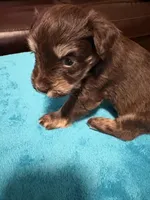 AKC Liver Phantom , a female Miniature Schnauzer for sale in Campbell, MO – Photo 1 of 7