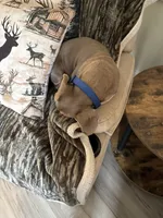 Kooper, a male Miniature Dachshund for sale in Campbell, MO – 2 of 3