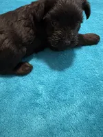 AKC Black Female, a female Miniature Schnauzer for sale in Campbell, MO – Photo 6 of 8