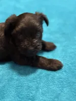 AKC Black Female, a female Miniature Schnauzer for sale in Campbell, MO – Photo 3 of 8