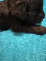 AKC Black Female, a female Miniature Schnauzer for sale in Campbell, MO – Photo 5 of 8