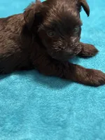 AKC Black Female, a female Miniature Schnauzer for sale in Campbell, MO – Photo 4 of 8