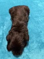 AKC Black Female, a female Miniature Schnauzer for sale in Campbell, MO – Photo 8 of 8