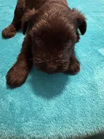 AKC Black Female, a female Miniature Schnauzer for sale in Campbell, MO – Photo 7 of 8