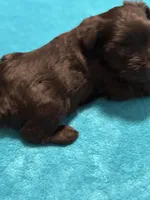 AKC Black Female, a female Miniature Schnauzer for sale in Campbell, MO – Photo 2 of 8