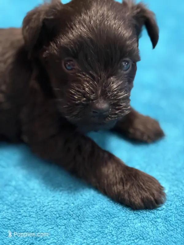 AKC Black Female – Miniature Schnauzer puppy for sale in Campbell, MO