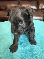 AKC Black Male, a male Miniature Schnauzer for sale in Campbell, MO – Photo 4 of 7