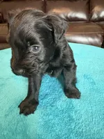 AKC Black Male, a male Miniature Schnauzer for sale in Campbell, MO – Photo 5 of 7