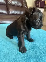 AKC Black Male, a male Miniature Schnauzer for sale in Campbell, MO – Photo 7 of 7